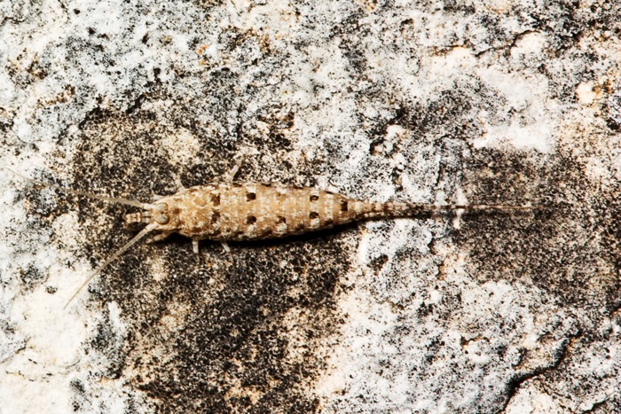 Microcoryphia da Malta: Meinertellidae: Machilinus rupestris